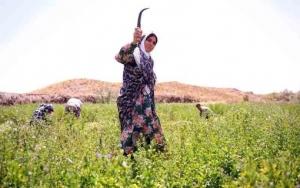 نویسنده: محبوبه خوانساری