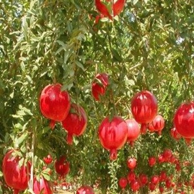 انجام فعالیت